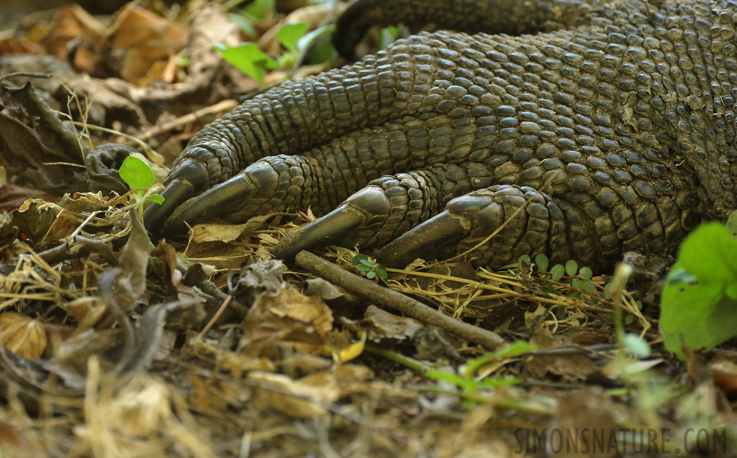 Varanus komodoensis [550 mm, 1/125 sec at f / 8.0, ISO 3200]